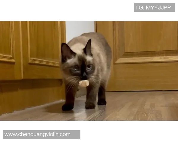 猫系足球明星的魅力与风采探索之旅 猫系足球明星的魅力与风采探索之旅